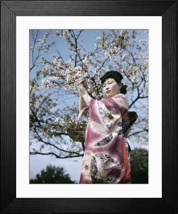 Framed Print : Japanese Woman Cutting Cherry Blossoms Framed Print : Japanese Woman Cutting Cherry Blossoms