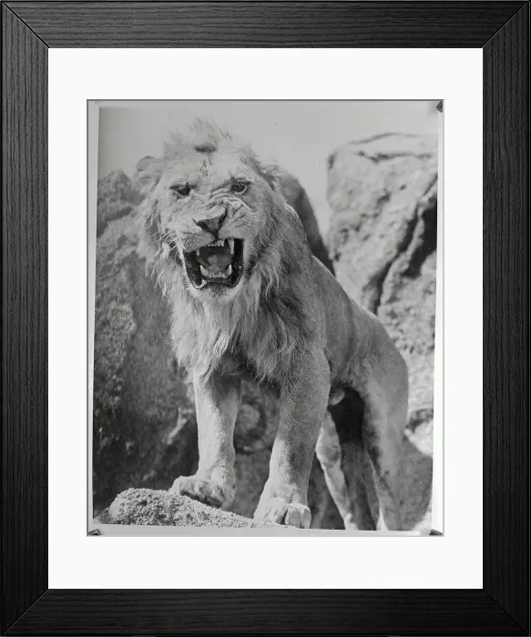 Framed Print : Lion from Samson and Delilah on a Rock Roaring Framed Print : Lion from Samson and Delilah on a Rock Roaring