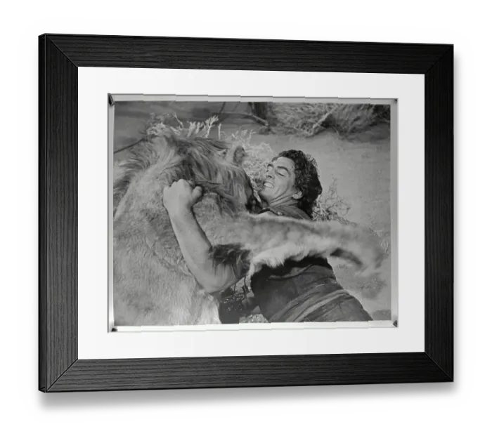 Framed Print : Victor Mature Fighting Lion in Movie Samson and Delilah Framed Print : Victor Mature Fighting Lion in Movie Samson and Delilah