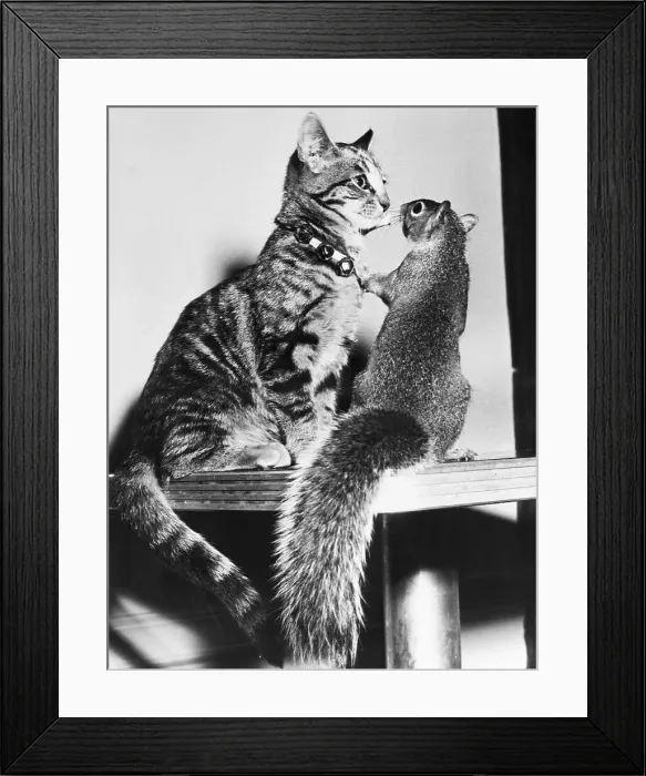 Framed Print : Cat and Squirrel Nose to Nose Framed Print : Cat and Squirrel Nose to Nose