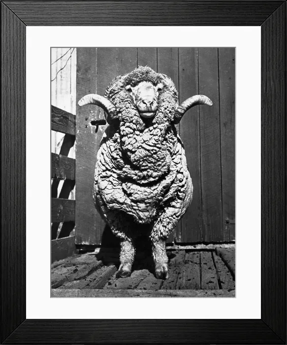 Framed Print : Merino Ram Framed Print : Merino Ram