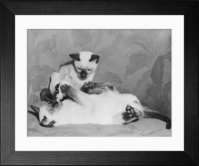Framed Print : Siamese Kittens Drinking From Baby Bottle Framed Print : Siamese Kittens Drinking From Baby Bottle