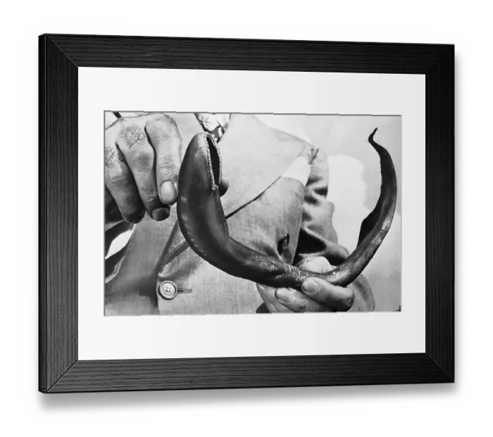 Framed Print : Sea Lamprey Being Held up for Display Framed Print : Sea Lamprey Being Held up for Display