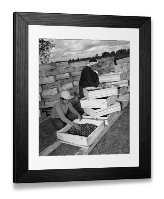 Framed Print : Two Farm Workers Packing Cranberries in Crates Framed Print : Two Farm Workers Packing Cranberries in Crates