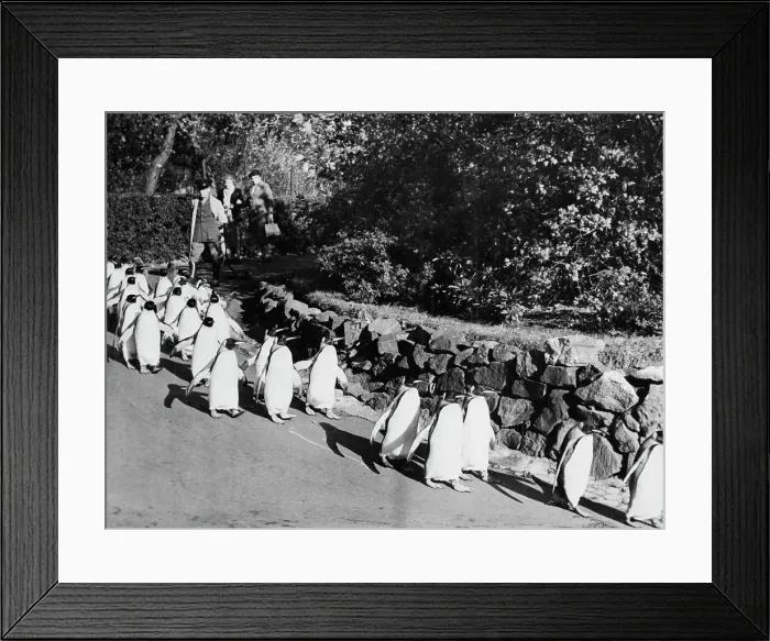 Framed Print : March Of The Penguins Framed Print : March Of The Penguins