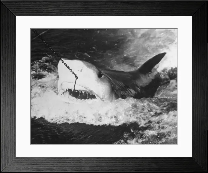 Framed Print : Large Captured Shark Hooked by the Mouth Framed Print : Large Captured Shark Hooked by the Mouth