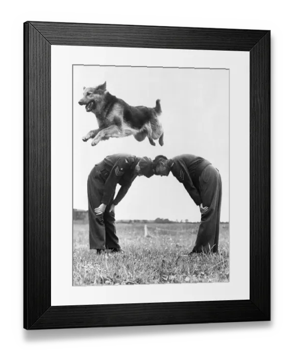 Framed Print : German Shepherd Jumping During Military Training Framed Print : German Shepherd Jumping During Military Training