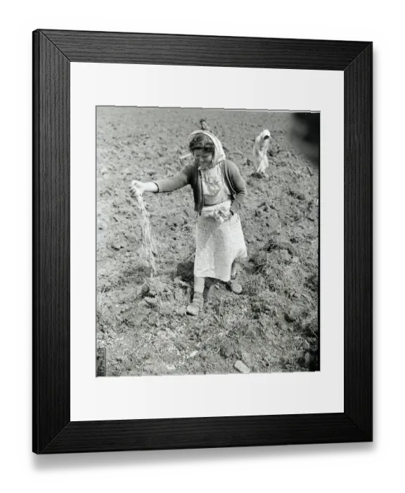 Framed Print : Girl Plants Seeds Framed Print : Girl Plants Seeds