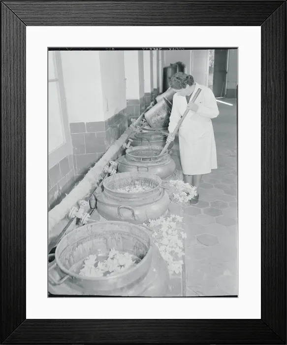 Framed Print : Woman Stirring Tubs of Daffodil Flowers Framed Print : Woman Stirring Tubs of Daffodil Flowers