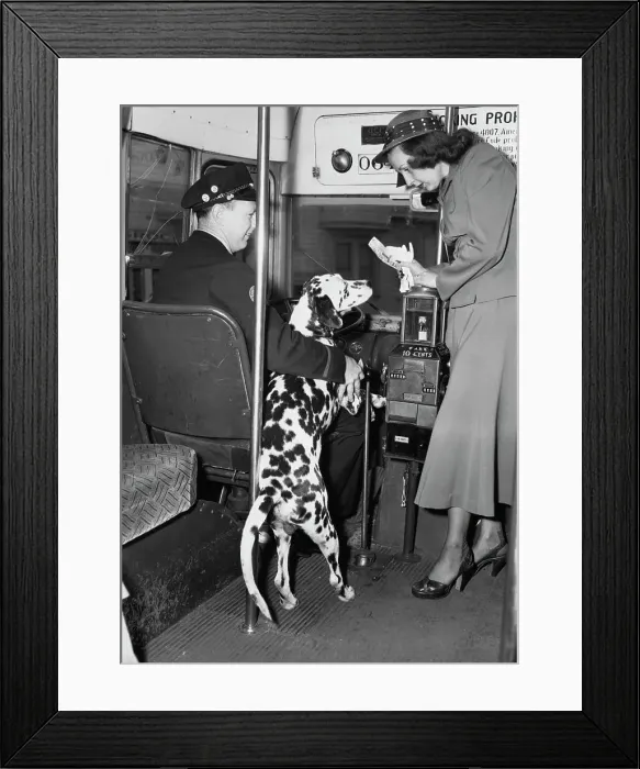 Framed Print : Dogs Fare. Janet Penny (right) talks to driver Ross Craig Framed Print : Dogs Fare. Janet Penny (right) talks to driver Ross Craig