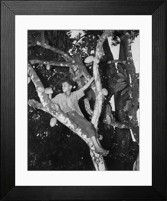 Framed Print : Dominican Boy Sits In Cocoa Tree