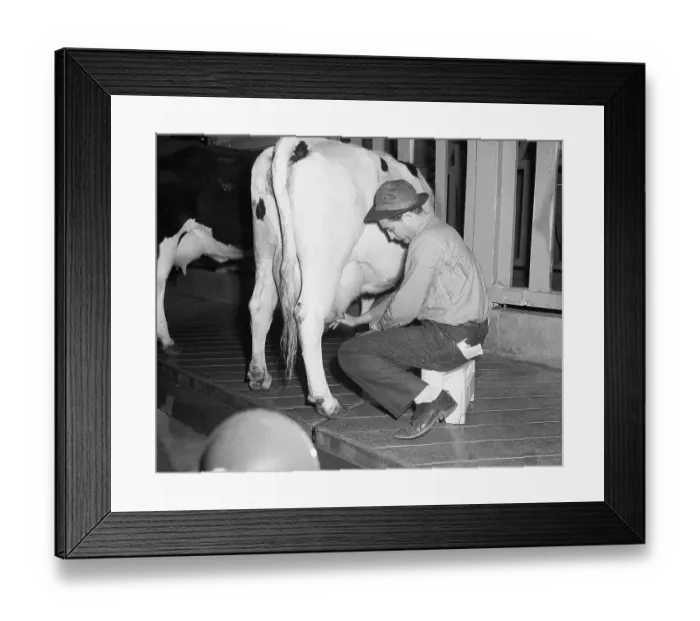 Framed Print : Actor Robert Mitchum Milking a Cow