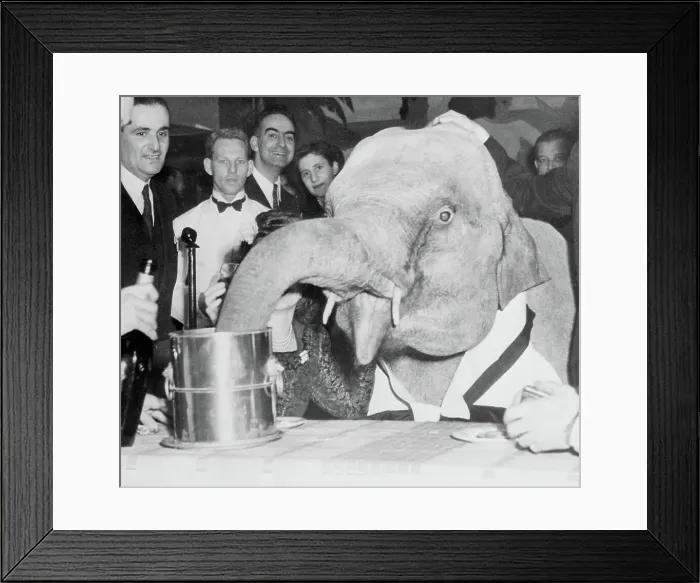 Framed Print : Elephant Drinking Champagne Framed Print : Elephant Drinking Champagne