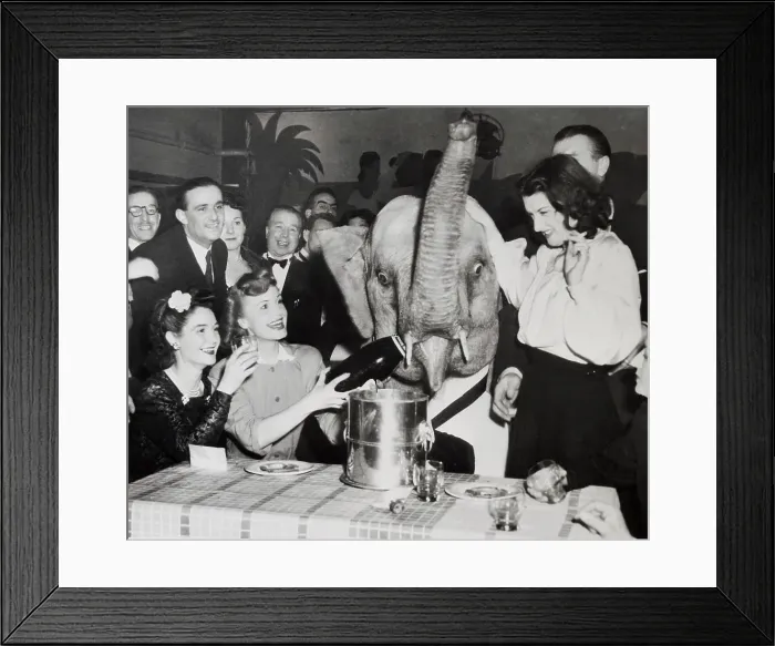 Framed Print : Elephant Drinking Champagne with Woman Framed Print : Elephant Drinking Champagne with Woman