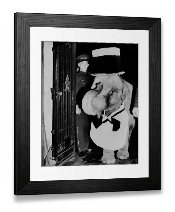 Framed Print : Baby Elephant Entering Night Club in Formal Wear Framed Print : Baby Elephant Entering Night Club in Formal Wear