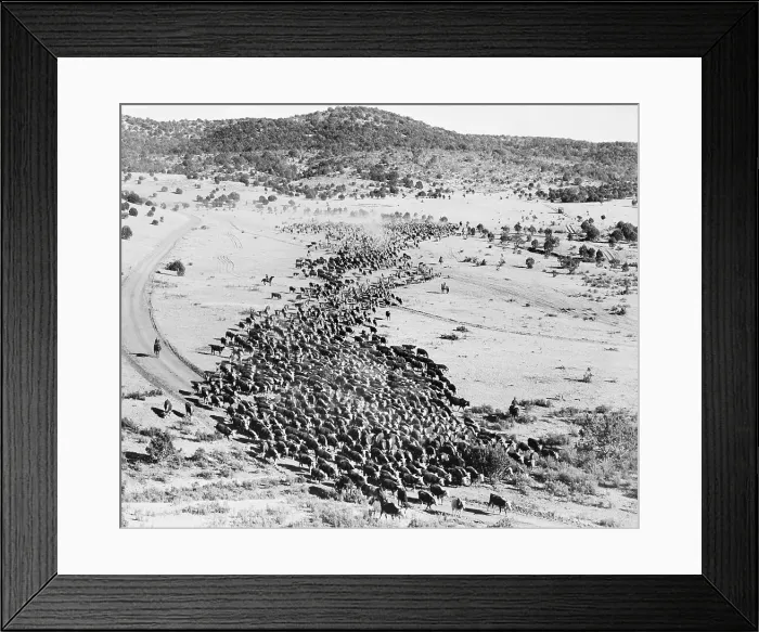 Framed Print : Cattle on a Cattle Drive Framed Print : Cattle on a Cattle Drive
