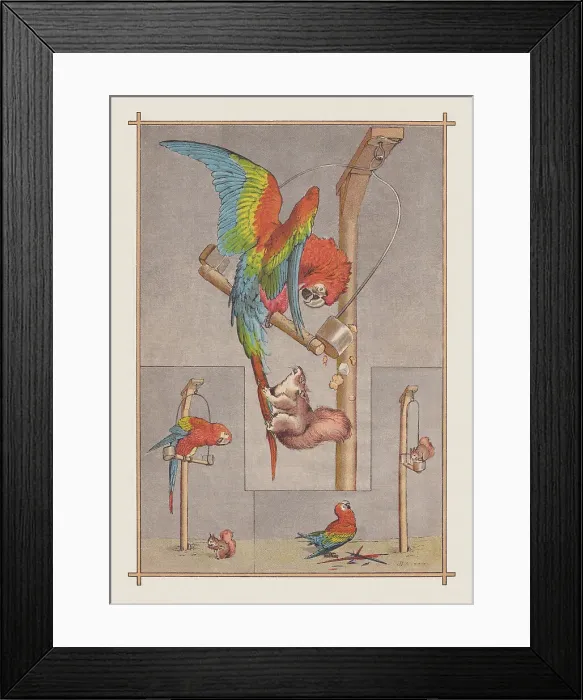 Framed Print : Macaw and squirrel, chromolithograph, published in 1888 Framed Print : Macaw and squirrel, chromolithograph, published in 1888
