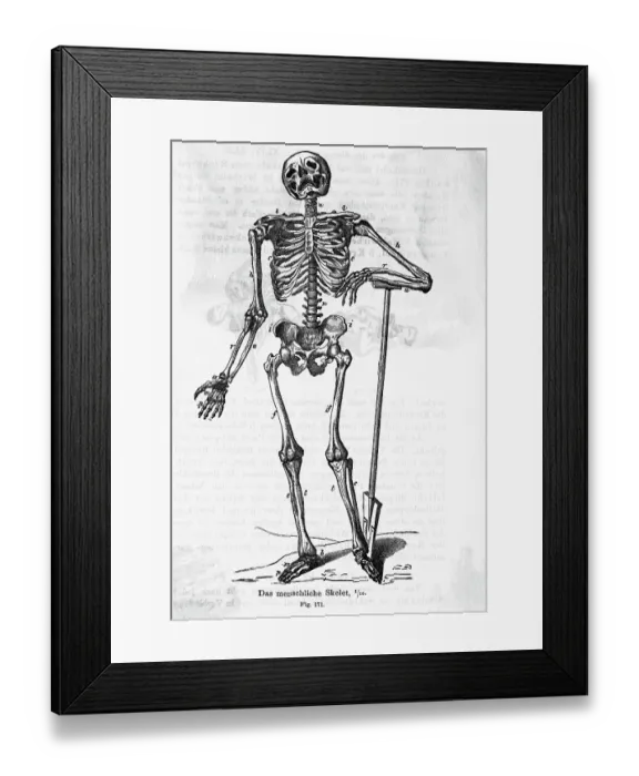 Framed Print : Human Body Skeleton
