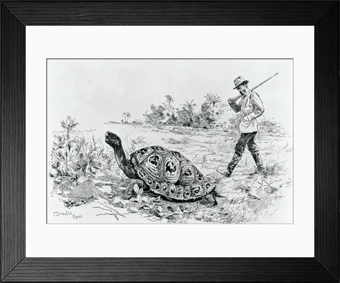 Framed Print : Darwin Testing the Speed of an Elephant Tortoise (Galapagos Islands) by Meredith Nugent Framed Print : Darwin Testing the Speed of an Elephant Tortoise (Galapagos Islands) by Meredith Nugent
