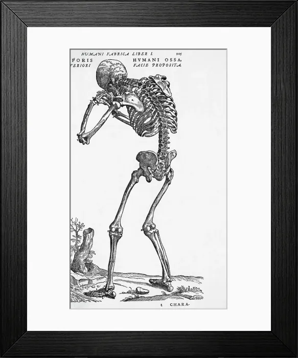 Framed Print : Skeleton Posterior Framed Print : Skeleton Posterior