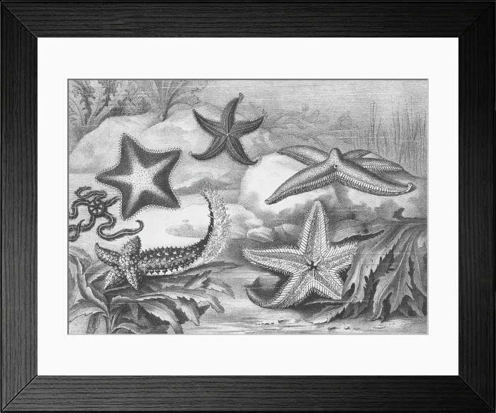 Framed Print : Illustrations of Star Fish Framed Print : Illustrations of Star Fish