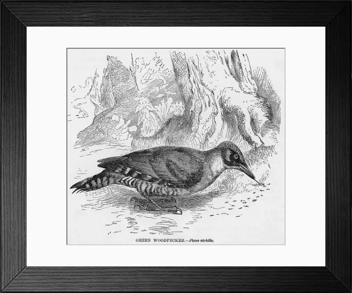 Framed Print : Green Woodpecker Framed Print : Green Woodpecker