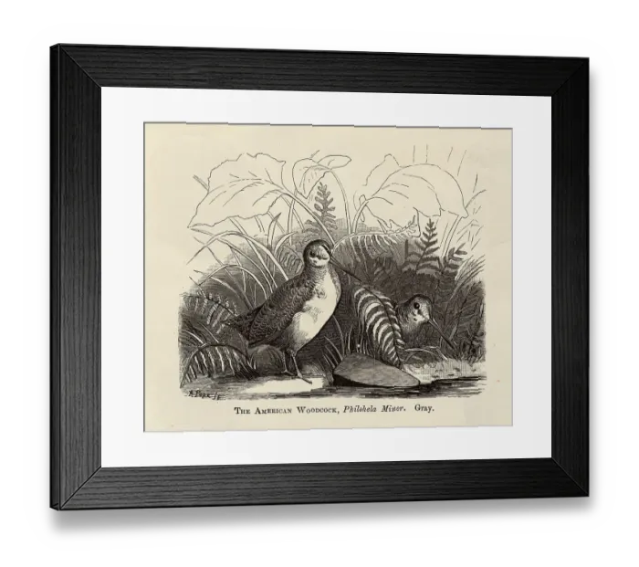 Framed Print : Illustration of Two Woodcocks Framed Print : Illustration of Two Woodcocks