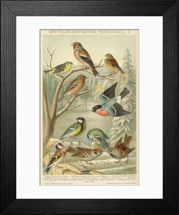 Framed Print : 10 European Song Birds / Varying Kinds Framed Print : 10 European Song Birds / Varying Kinds
