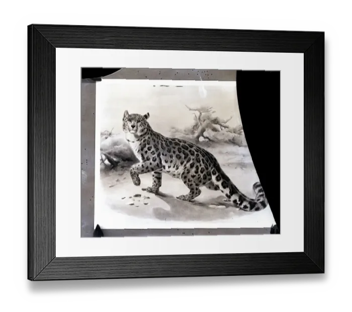 Framed Print : Illustration Of Snow Leopard Or Ounce Framed Print : Illustration Of Snow Leopard Or Ounce
