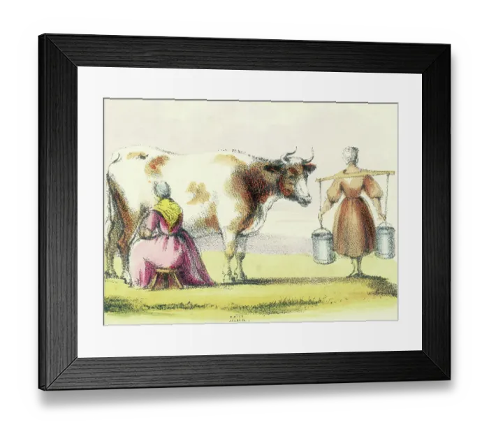 Framed Print : Two Women Milking A Cow Framed Print : Two Women Milking A Cow