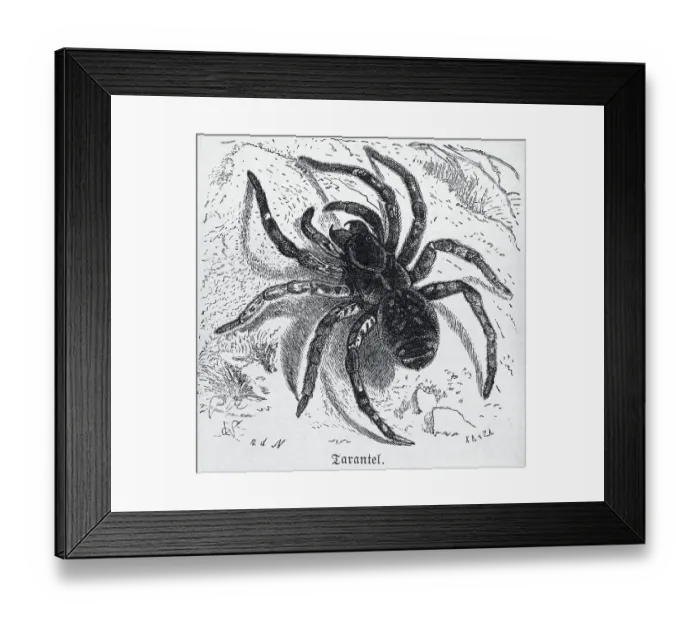 Framed Print : Illustration Of A Large Hairy Tarantula Framed Print : Illustration Of A Large Hairy Tarantula