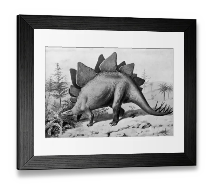 Framed Print : Stegosaurus Dinosaur Of Jurassic Age Framed Print : Stegosaurus Dinosaur Of Jurassic Age