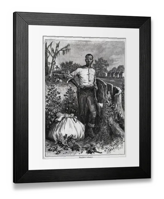 Framed Print : Cotton Field With Afro-American Worker