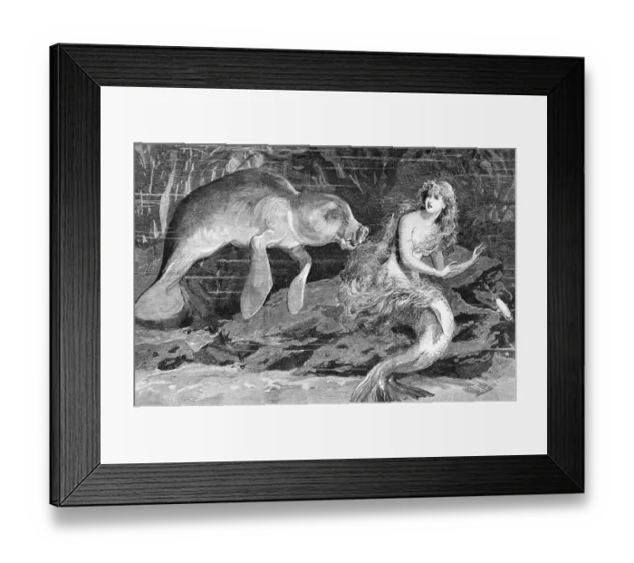 Framed Print : Illustration of Meeting Between Manatee and Mermaid Framed Print : Illustration of Meeting Between Manatee and Mermaid