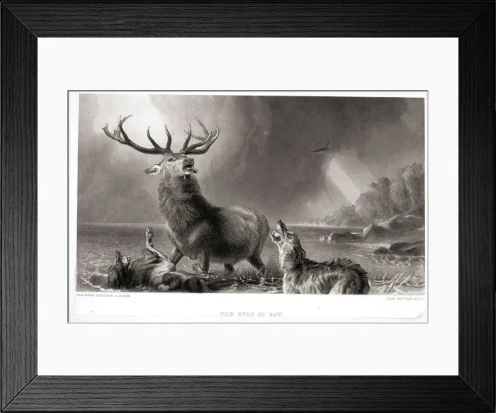 Framed Print : Stag Being Attacked By Two Wolves Framed Print : Stag Being Attacked By Two Wolves