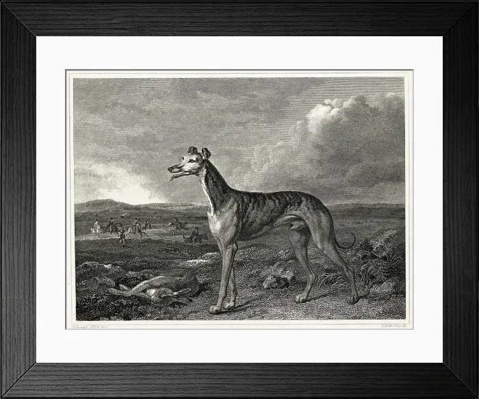 Framed Print : Illustration Of A Greyhound Framed Print : Illustration Of A Greyhound