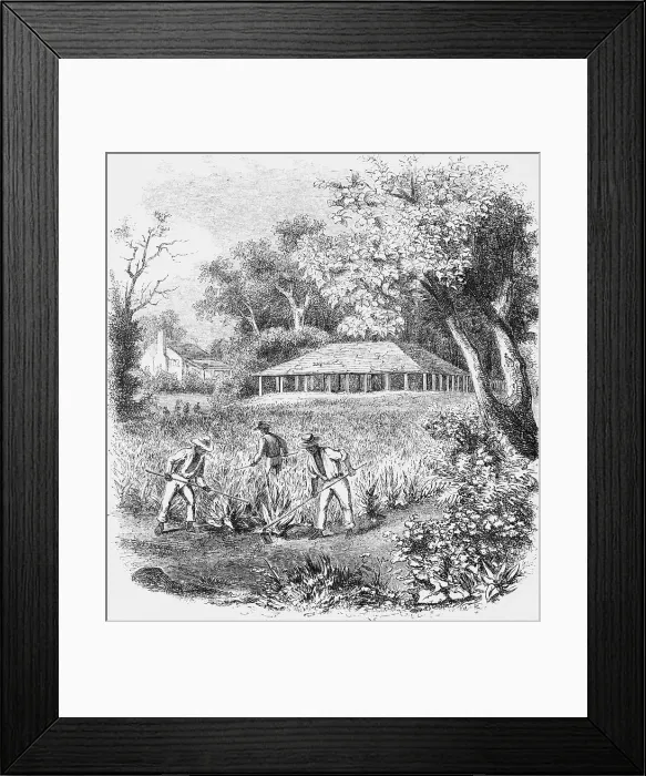 Framed Print : Illustration of Workers Tilling Tobacco Crops Framed Print : Illustration of Workers Tilling Tobacco Crops
