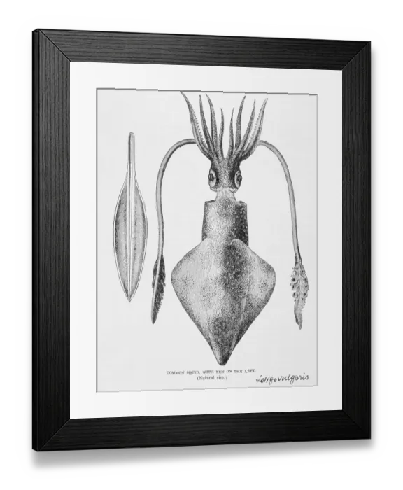 Framed Print : Illustration of a Squid, Loligo vulgaris Framed Print : Illustration of a Squid, Loligo vulgaris