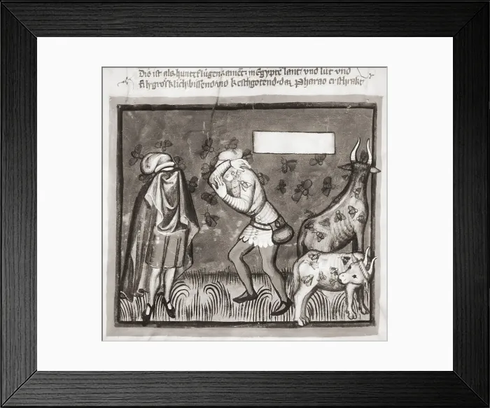 Framed Print : Illustration of Locust Plague Framed Print : Illustration of Locust Plague