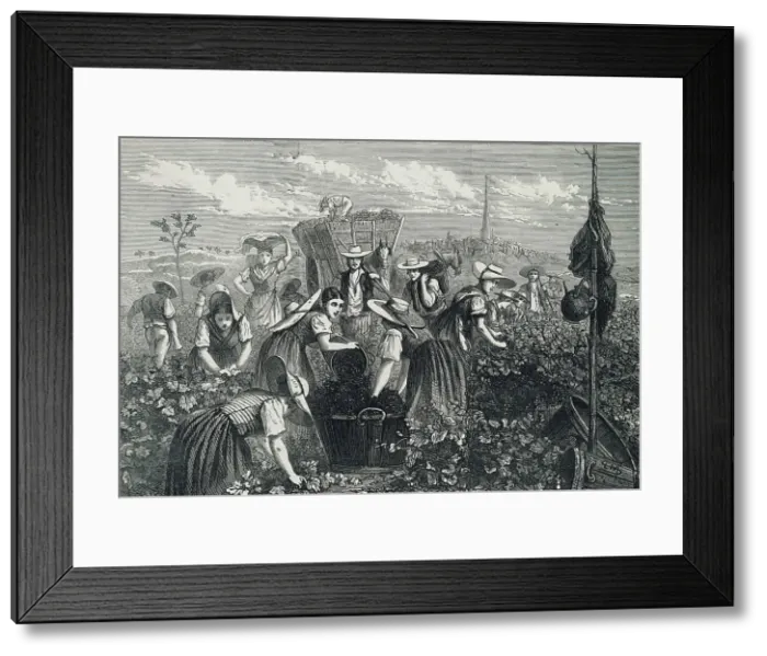 Framed Print : Engraving Depicting Grape Harvest Framed Print : Engraving Depicting Grape Harvest