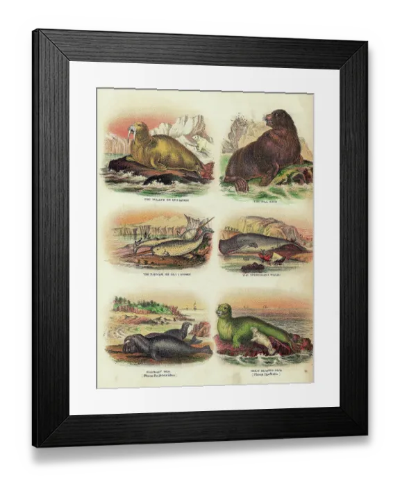 Framed Print : Illustration Of Various Aquatic Mammals Framed Print : Illustration Of Various Aquatic Mammals