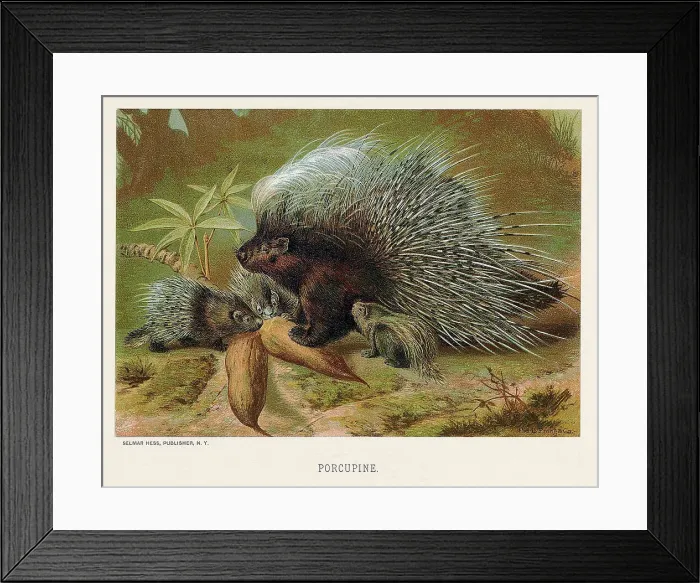 Framed Print : Illustration Of Porcupines In The Wild Framed Print : Illustration Of Porcupines In The Wild