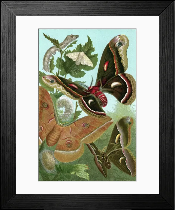 Framed Print : Silk Worm & Moths / Closeup Illustration Framed Print : Silk Worm & Moths / Closeup Illustration