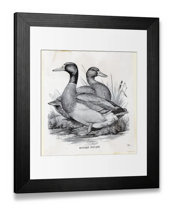 Framed Print : Engraving Of Rouen Ducks On Land