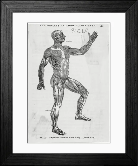 Framed Print : Illustration of Male Body Muscular System Framed Print : Illustration of Male Body Muscular System