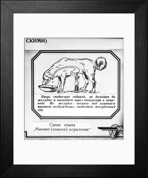 Framed Print : Illustration of Ivan Pavlov's Dog Digestive System Studies Framed Print : Illustration of Ivan Pavlov's Dog Digestive System Studies
