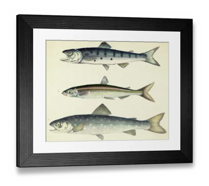 Framed Print : Three Varieties Of Salmon Framed Print : Three Varieties Of Salmon