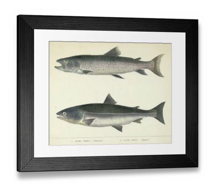 Framed Print : Two Types Of Salmon -- Illustration Framed Print : Two Types Of Salmon -- Illustration