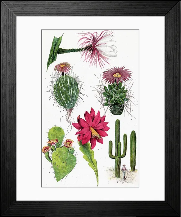 Framed Print : Six Varieties Of Cacti Framed Print : Six Varieties Of Cacti