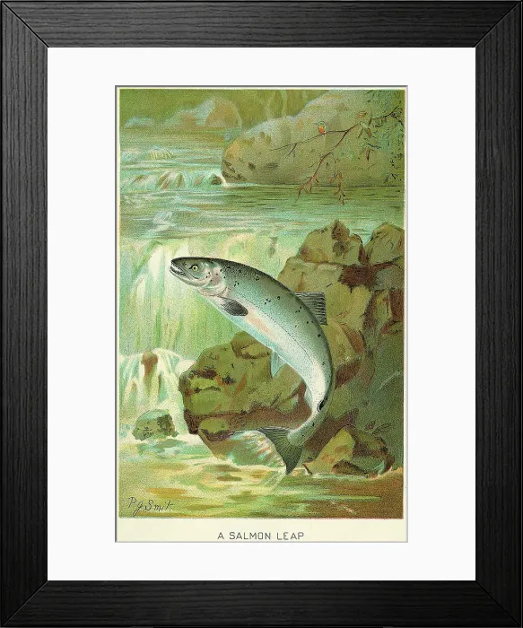 Framed Print : A Salmon Leap by P.J. Smit Framed Print : A Salmon Leap by P.J. Smit